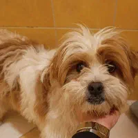 واگذاری سگ فقط به آدمی که شرایط داره