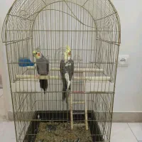 قفس پرنده