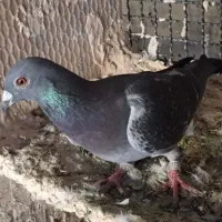 پلاکی گرفتنی|پرنده|عجب شیر, |دیوار