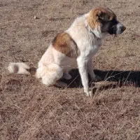 سگ سرابی نر|سگ|سراب, |دیوار