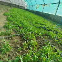 سبزی گلخانه شاهی و ریحان