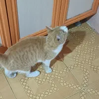 گربه ماده سفید نارنجی واگذاری رایگان|گربه|رشت, باهنر|دیوار