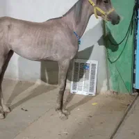 اسب عرب