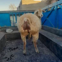 گوسفند ‌شیشک ‌اصل‌مغان‌