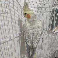 جفت|پرنده|مشهد, فرهنگ|دیوار