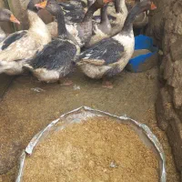 غاز فروشی|حیوانات مزرعه|زهک, |دیوار