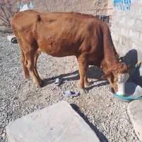 گاو و گوساله