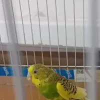 مرغ عشق ماده