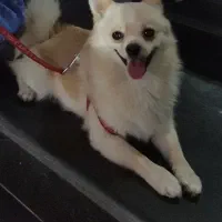 واگذاری دو قلاده سگ پاکوتاه خانگی|سگ|سبزوار, علمدار|دیوار