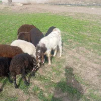 بزغاله پاکستانی