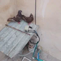 کبوت. ر|پرنده|خورموج, |دیوار