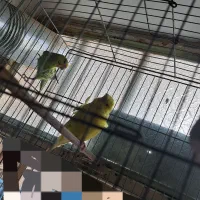 مرغ عشق خارجی