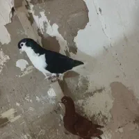 نرچپ سیاه