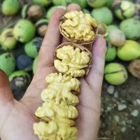 مرکز نهال فروش|خدمات باغبانی و درختکاری|قم, چهل درخت|دیوار