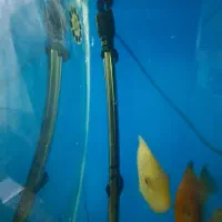 بخاری استیل سوبو ۵۰۰ وات آکواریوم ماهی در حد نو|ماهی|تهران, جلیلی|دیوار