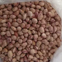 لوبیا ی چیتی دولاشان