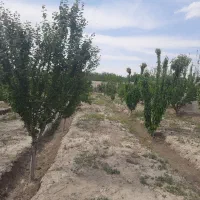 ۱۸۰۰متر زمین باغی. قبچاق . سند دار