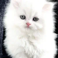 توله گربه پرشین فلت عروسکی چشم آبی ناز و بازیگوش