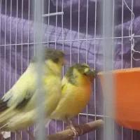 قناری گلاستر