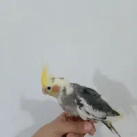 عروس هلندی|پرنده|گنبد کاووس, |دیوار