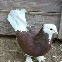 کبوتر شازده