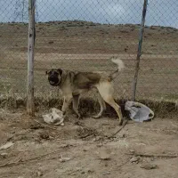 سگ سرابی|سگ|هیر, |دیوار