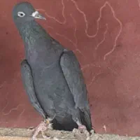 کبوتر کفتر انگلیسی ایرلندی رستاخیز خارجی