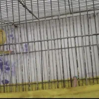 قناری نر و ماده|پرنده|رباط‌کریم, الارد|دیوار