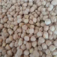 فروش نخود بذری