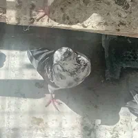 3 جفت کفتر پرشی بشرط|پرنده|تهران, بلورسازی|دیوار