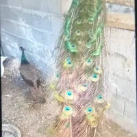 طاووس نر و ماده