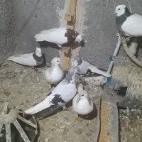 تعدادی نروماده بفروش می‌رسد