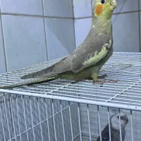عروس هلندی دستی