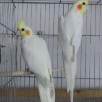 طوطی عروس نژاد دار کشیده سخن گو|پرنده|مرزیکلا, |دیوار