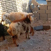 میش و بره سالم و سرحال داشتی