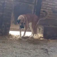 سگ گمشده عراقی|سگ|اشتهارد, |دیوار