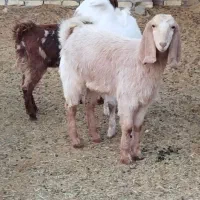 سه عدد کولار بزغاله پاکستانی اصل تکه خورده|حیوانات مزرعه|ملکآباد, |دیوار