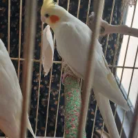 عروس هلندی لوتینو ماده آماده‌ی جفت