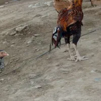 خروس|حیوانات مزرعه|بمپور, |دیوار