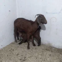 ده عدد بزشیری|حیوانات مزرعه|ملایر, |دیوار