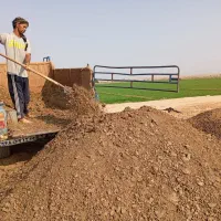 کود مرغ موجود