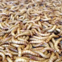 میلورم خشک و زنده