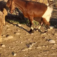 گوسفند|حیوانات مزرعه|دزفول, |دیوار