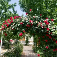 باغبانی|خدمات باغبانی و درختکاری|مشهد, جاهد شهر|دیوار