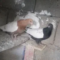 سینه سیاه وسینه زرد