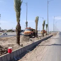 خرید نخل های زیر 5متر با ریشه فقط تعداد بالا|خدمات باغبانی و درختکاری|آبپخش, |دیوار