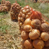 پیاز زرد کله وپرتقالی