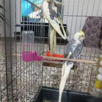 یک جفت عروس هلندی ۸ ماهه