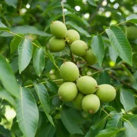 نهال گردو اصل برای کاشت تجاری