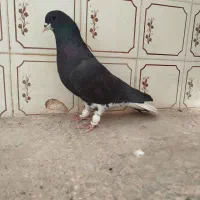 کبوتر|پرنده|شیراز, ستارخان|دیوار